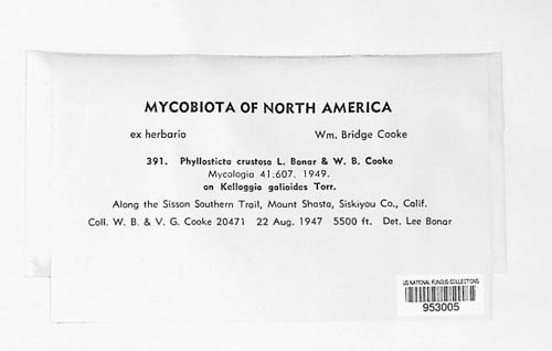 Phyllosticta crustosa image